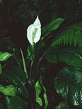HP-SPATHIPHYLLUM SPECIES