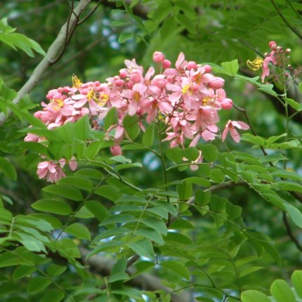 TREE- CASSIA JAVAMICA