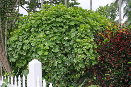 SRB-POLYSCIAS BALFOURIANA LANCASTERI