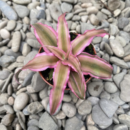 PHP-CRYPTANTHUS B. PINK STARLITE