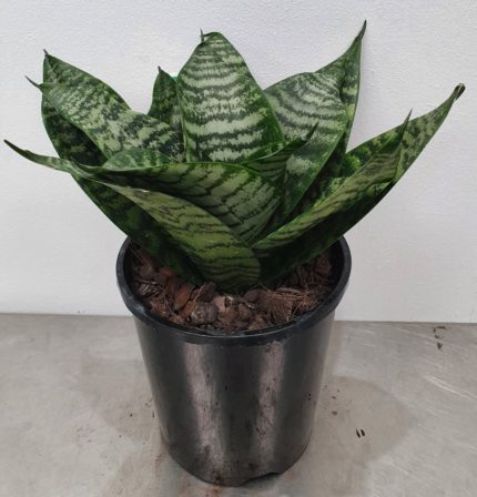 PHP-SANSEVIERIA T.G. HAHNII
