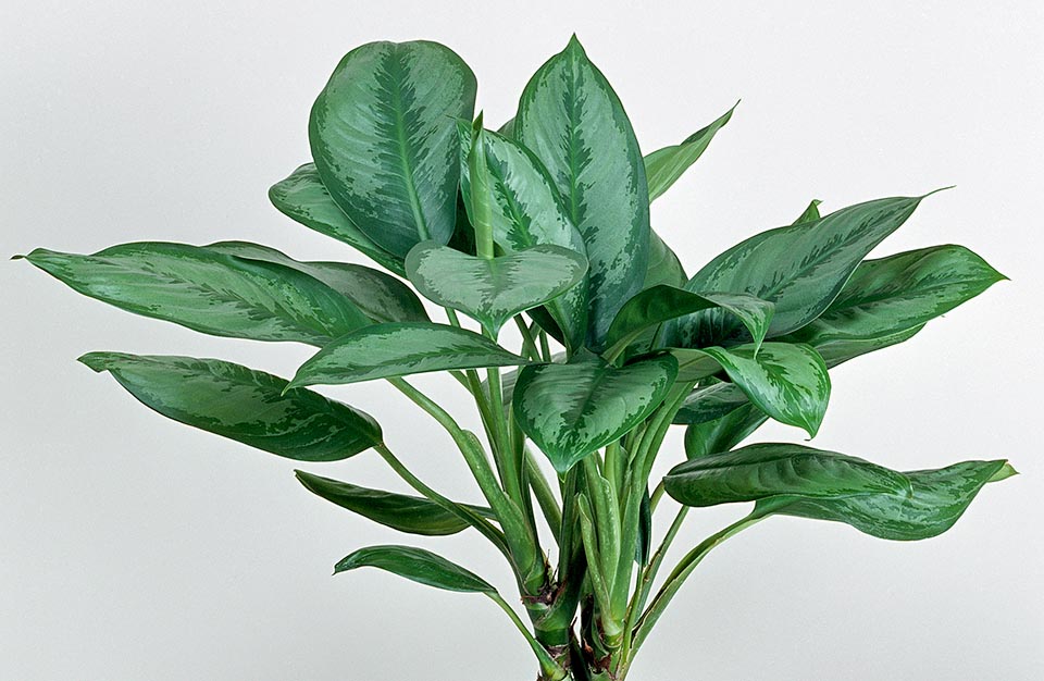 A/95/2 Aglaonema robelinii