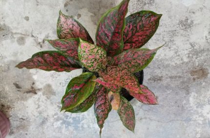 PHP-AGLAONEMA PSEUDOBRACTEATUM
