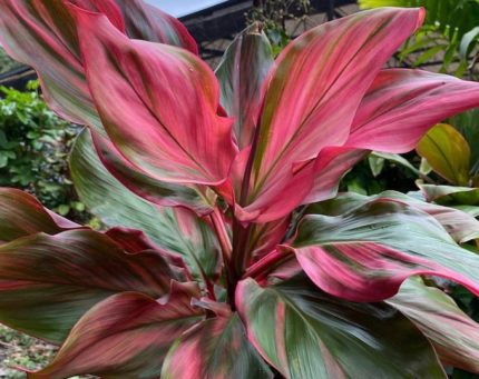HP-CORDYLINE T.ALIPORE BEAUTY