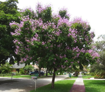 TREE-LAGERSTROEMIA FLOSREGINAE