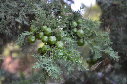TREE- CUPRESSUS SEMPERVIRENS