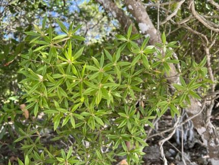 SRB-JACQUINIA RUSCIFOLIA