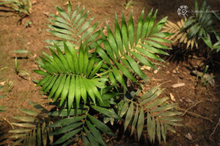 PALM- CHAMAEDOREA ELEGANS