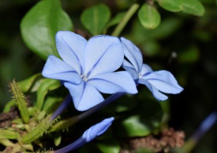 SRB-PLUMBAGO AURICULATA