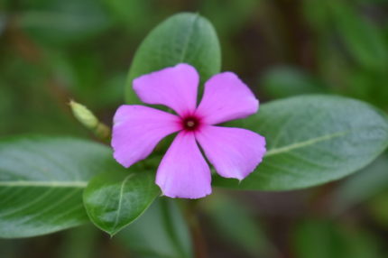 SRB-VINCA ROSEA