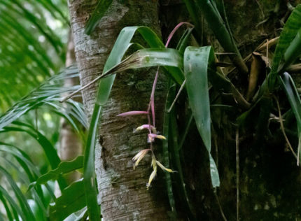 HP-BILLBERGIA SEIDELII