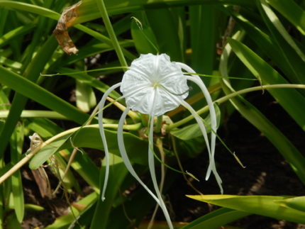 SRB-HYMENOCALLIS LITTORALIS
