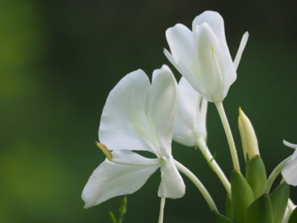 SRB-HEDYCHIUM CORONARIUM