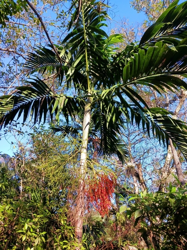 PALM- PTYCHOSPERMA ELEGANS
