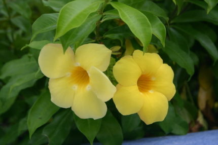 CR - ALLAMANDA CATH.