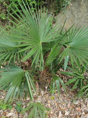 PALM- TRACHYCARPUS FORTUNEI