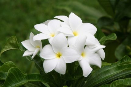 TREE- PLUMERIA PUDICA