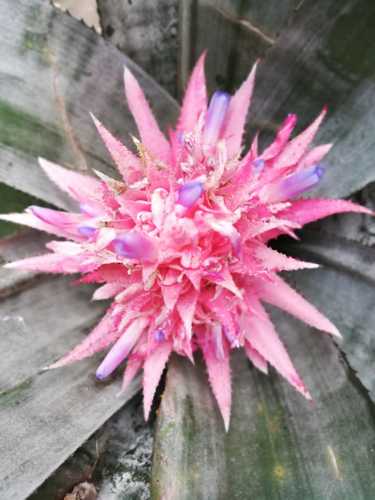PHP-AECHMEA FASCIATA