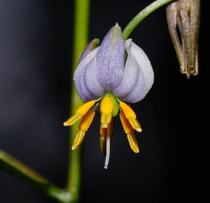 HP-DIANELLA TASMANICA