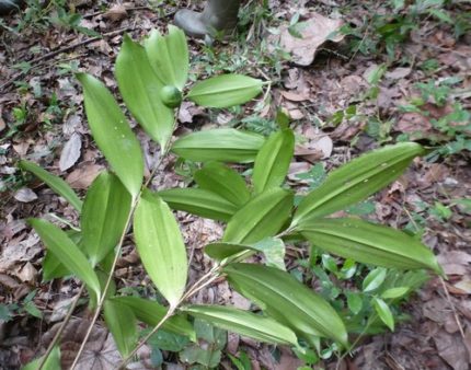 HP-DRACAENA GODSEFFIANA