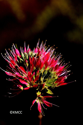 CR - COMBRETUM COCCINEUM