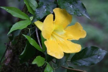 CR - DOXANTHA UN.CATI