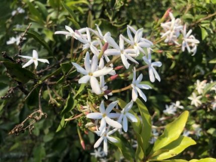 CR - JASMINUM GRANDIFLORUM