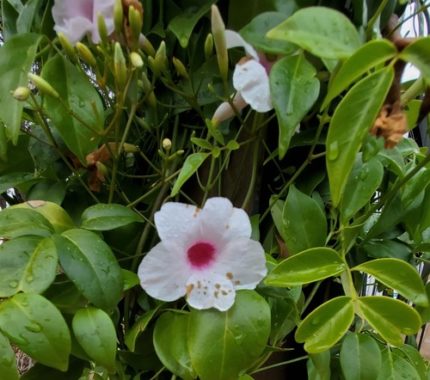 CR - PANDOREA JASMINOIDES