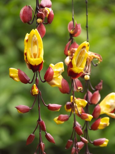 CR - THUNBERGIA MYSO.