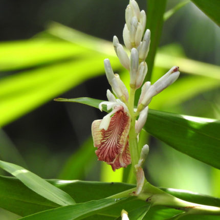 PHP-ALPINIA CALCARATA