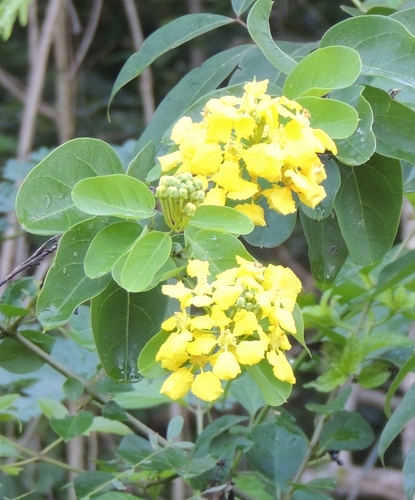 CR - STIGMAPHYLLON PERI.