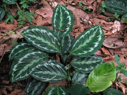 PHP-CALATHEA PIC. ARGENTEA