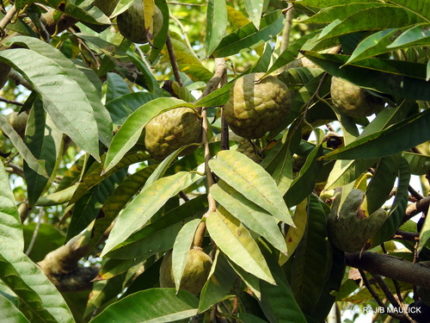 FRT- ANNONA RETICULATA