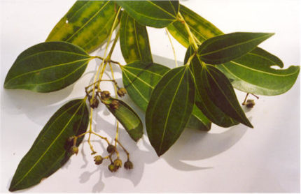 TREE-CINNAMOMUM ZEYLANICUM