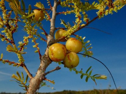 FRT- EMBLICA OFFICINALIS