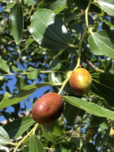 FRT- ZIZYPHUS JUJUBA