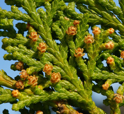 TREE- THUJA ORIENTALIS