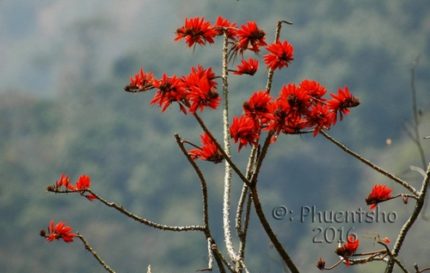 TREE- ERYTHRINA STRICTA