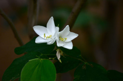 TREE- BAUHINIA ACUMINATA