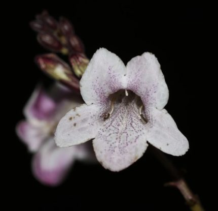 SRB-ASYSTASIA CHELONOIDES