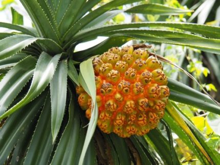 SRB-PANDANUS ODORIFER