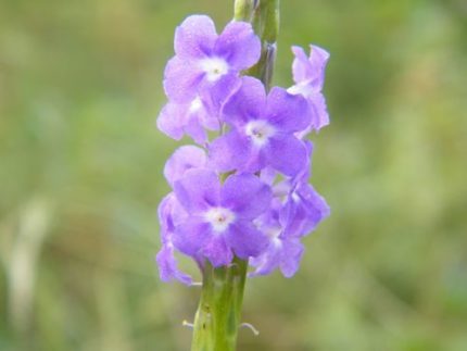 SRB-STACHYTARPHETA INDICA