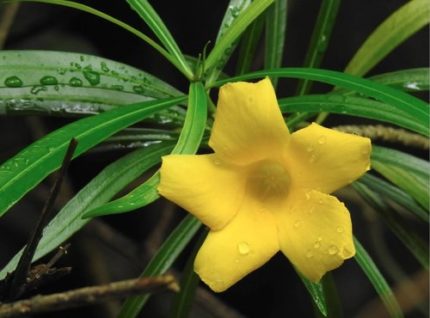 SRB-THEVETIA PERUVIANA