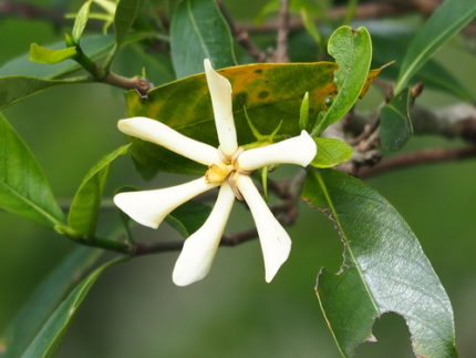 SRB-GARDENIA RADICANS